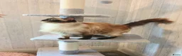 Ragdoll cats for sale: 3 Beautiful Ragdoll Cats  - Advert 4