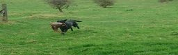 Labrador Retriever dogs for sale: KC Registered Working Labrador litter in Stockton-on-Tees - Advert 7