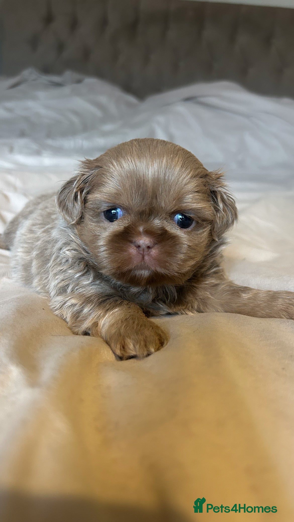 Shih Tzu dogs  ✨🐶 Exceptional Shih Tzu Puppies Available 🐶✨ - Advert 4