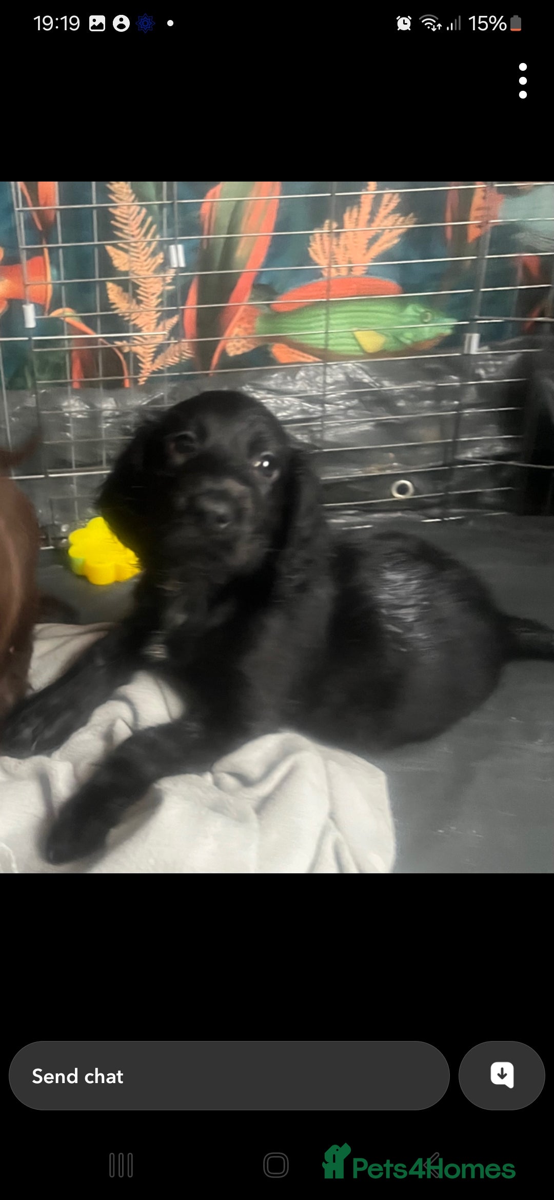 Cocker Spaniel dogs for sale:  Cocker spaniel puppies  - Image 26