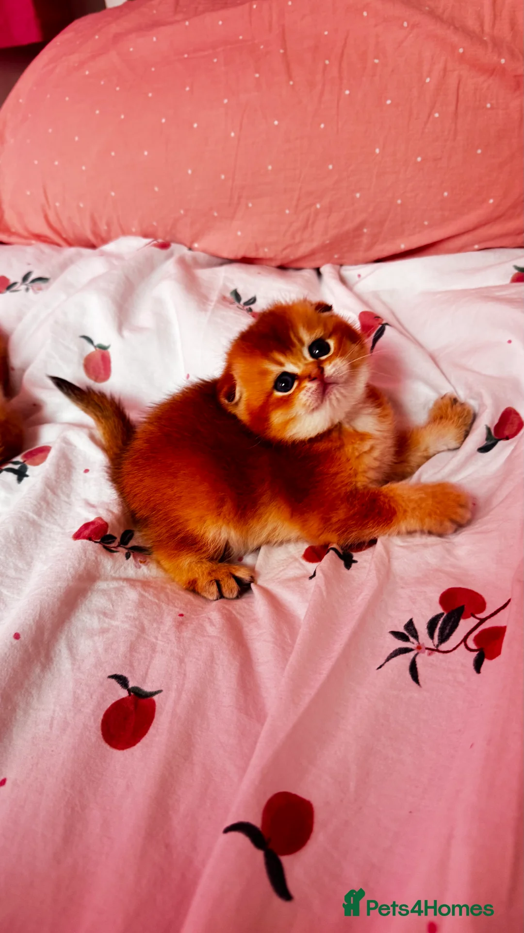 Scottish Fold cats for sale: Cute 🥰 Scottish fold TICA register  in Sutton - Advert 2