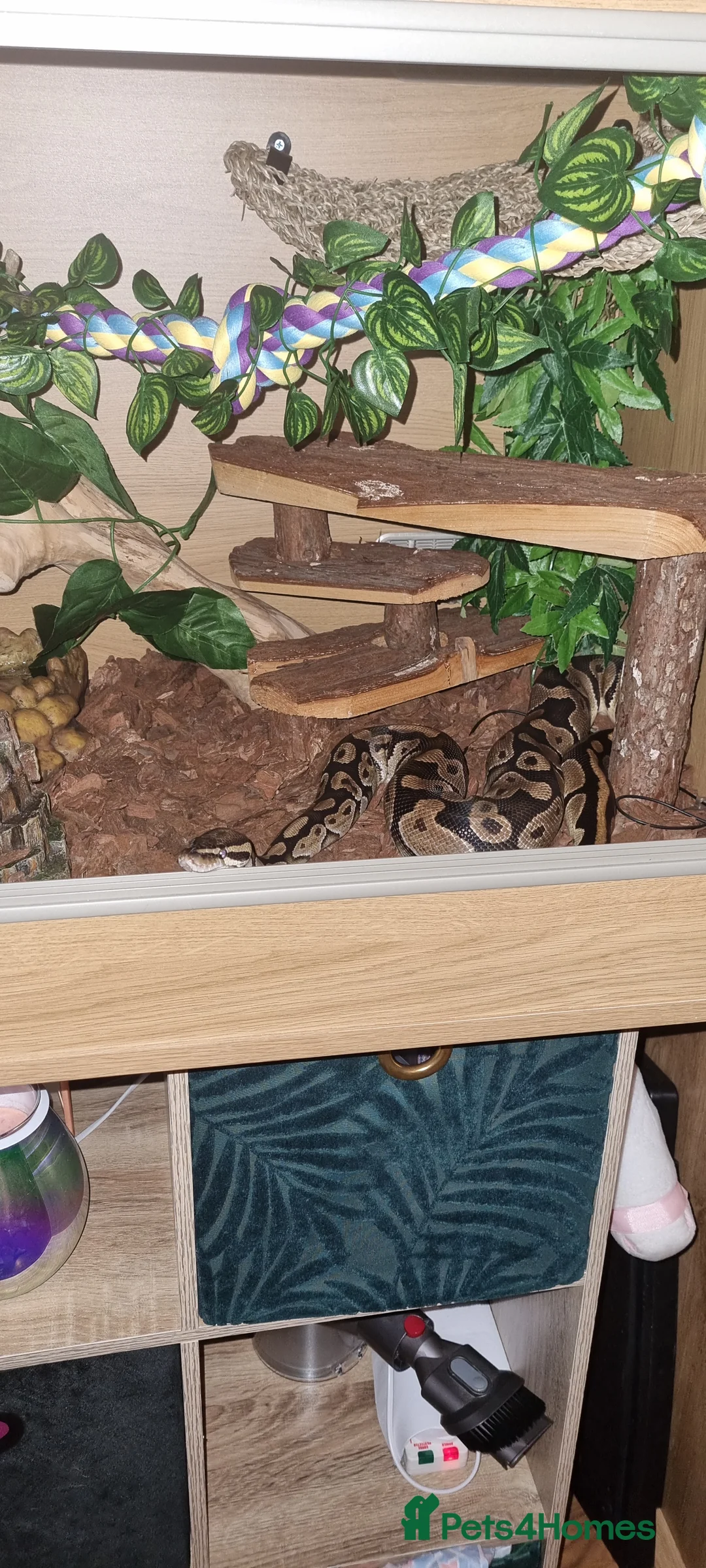 Python Snake reptiles for sale: Royal python - Advert 8
