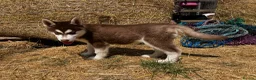 Siberian Husky dogs for sale: Beautiful Purebred Red Siberian Husky Girls - Advert 19
