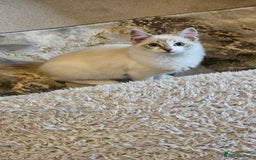 Ragdoll cats for sale: Champion dad Pedigree ragdolls GCCF  - Image 14