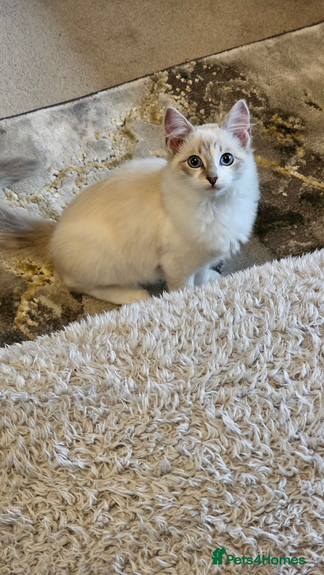 Ragdoll cats for sale: Champion dad Pedigree ragdolls GCCF  - Image 14