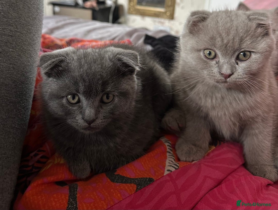 Scottish Fold cats for sale: Scottish Fold / Ragdoll - Image 2