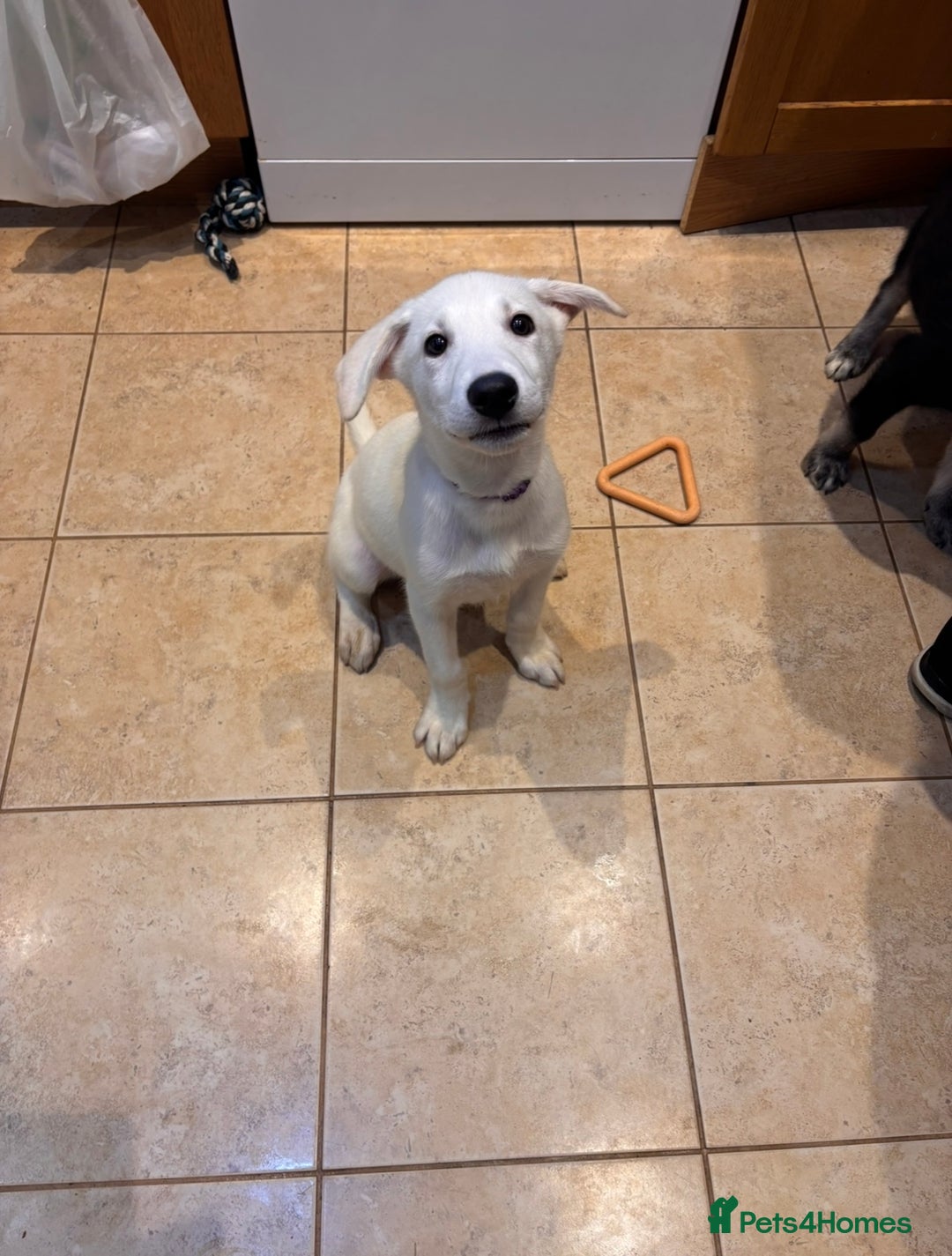 Mixed Breed dogs for sale: Huskador puppies (last little girl) in Shipley - Image 3