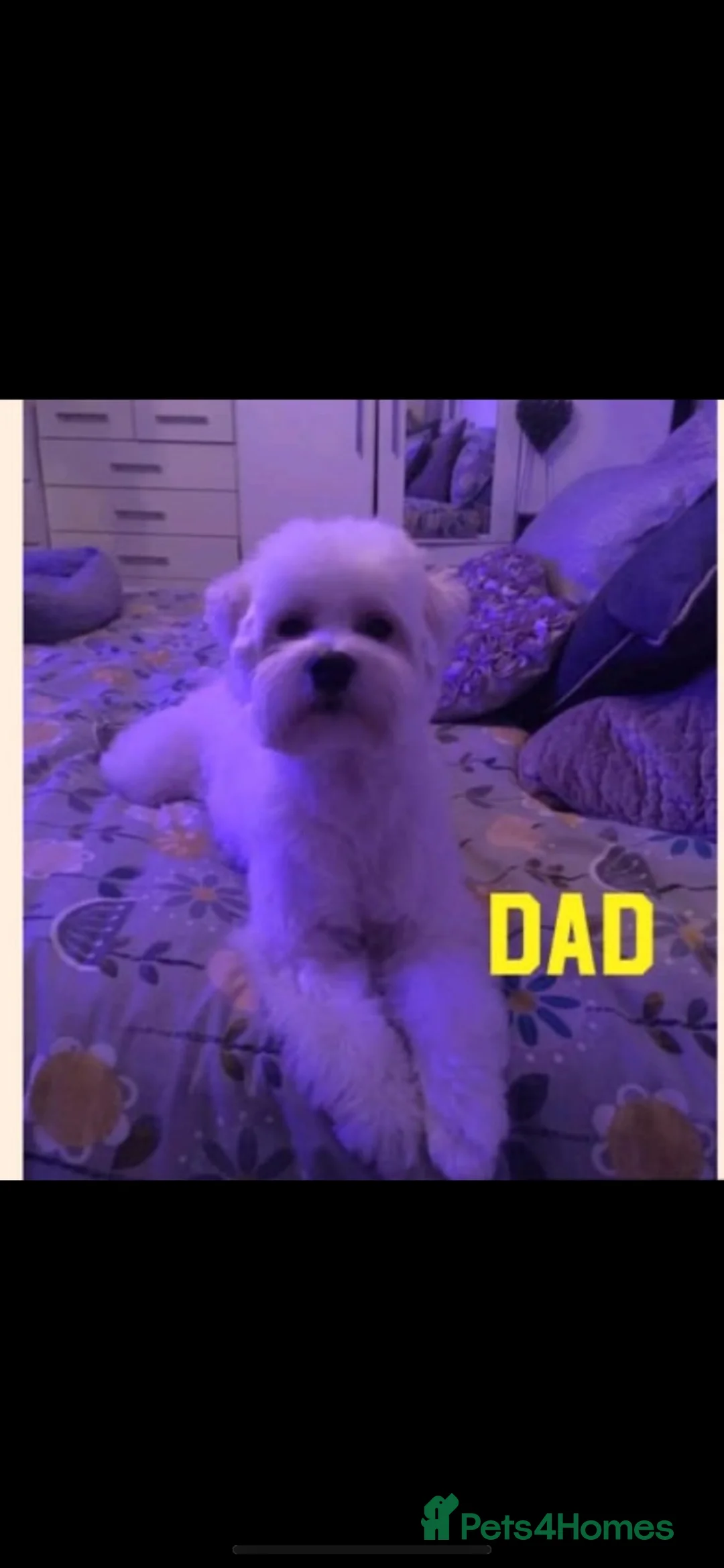 Maltipoo dogs for sale: Maltipoo puppies  - Advert 6