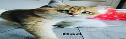 British Shorthair cats for sale: TICA 🐾 British Shorthair and Longhair kittens  - Advert 9
