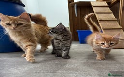 Maine Coon cats for sale: Ready now Maine Coon large Boys GCCF - Image 39