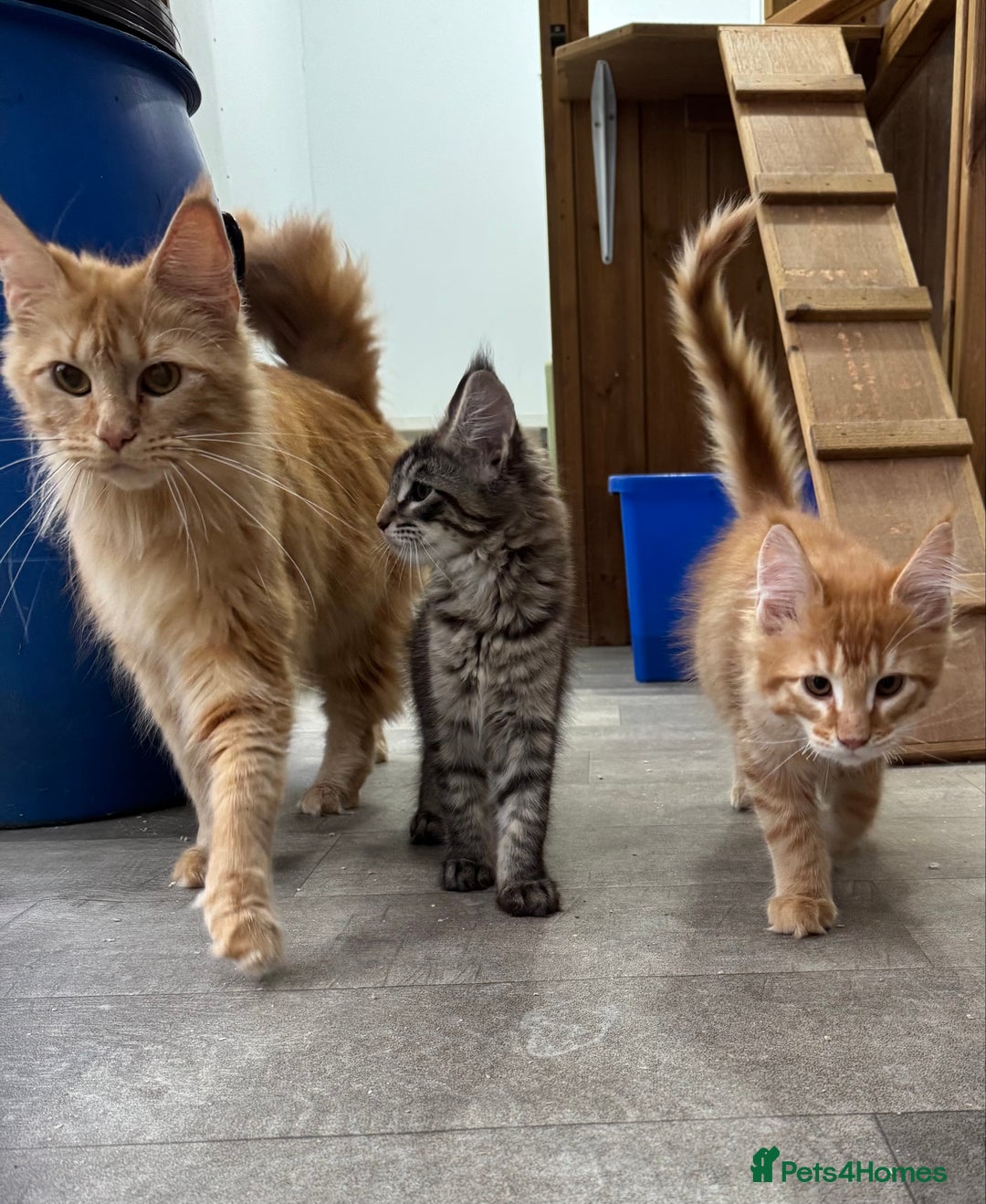 Maine Coon cats for sale: Ready now Maine Coon large Boys GCCF - Image 39