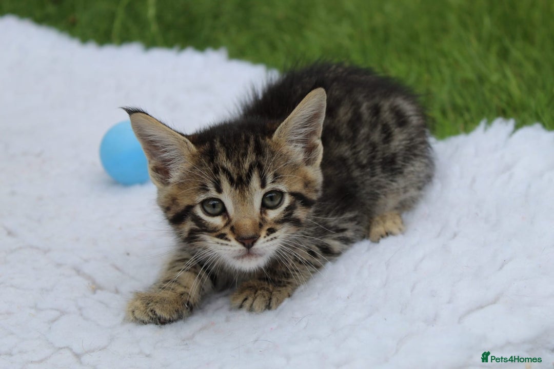 Savannah cats for sale: Stunning Savannahx Maine coons - Image 21