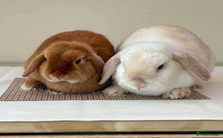 Mini Lop rabbits - Advert 1