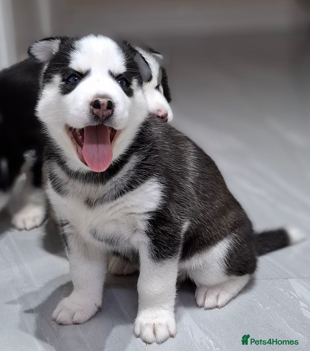 Siberian Husky dogs for sale: Siberian Huskies 1 Male 4 Female - Advert 5