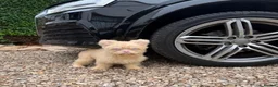 French Bulldog dogs for sale: French bulldog & Floodle puppies  - Advert 2