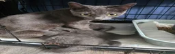 British Shorthair cats for sale: BSH cross kittens pure grey ready now - Advert 6