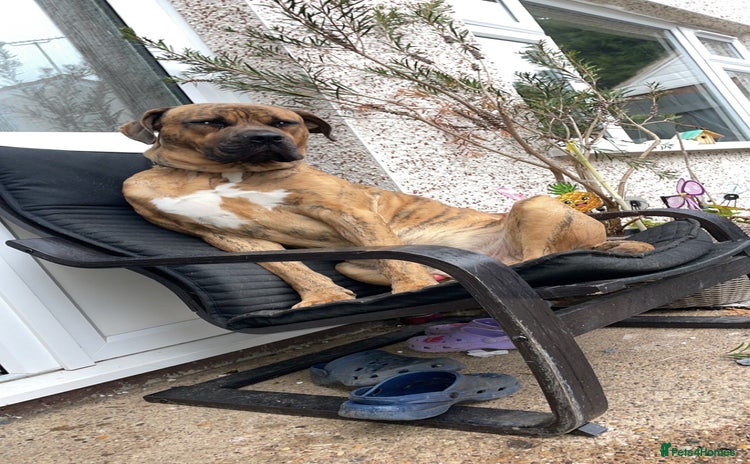 Mixed Breed dogs - Advert 1
