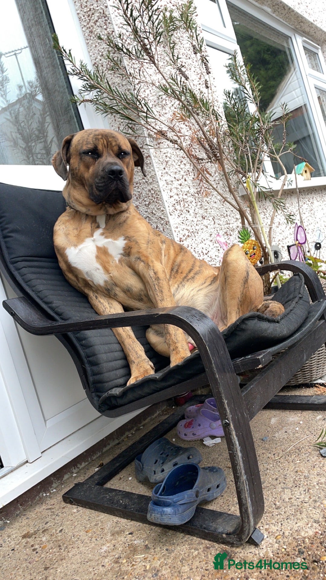 Mixed Breed dogs for sale: Cane x Borbeol - Image 1