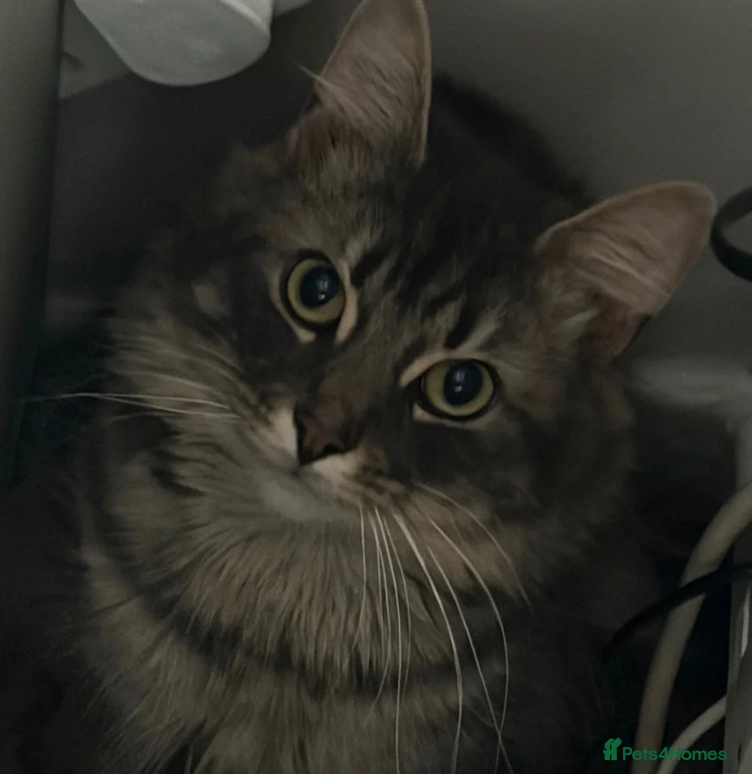 Mixed Breed cats for sale: 2 year old Rag doll mixed male  - Advert 2
