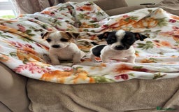 Jack Russell dogs for sale: Tea cup size Jack Russell puppies  - Image 5