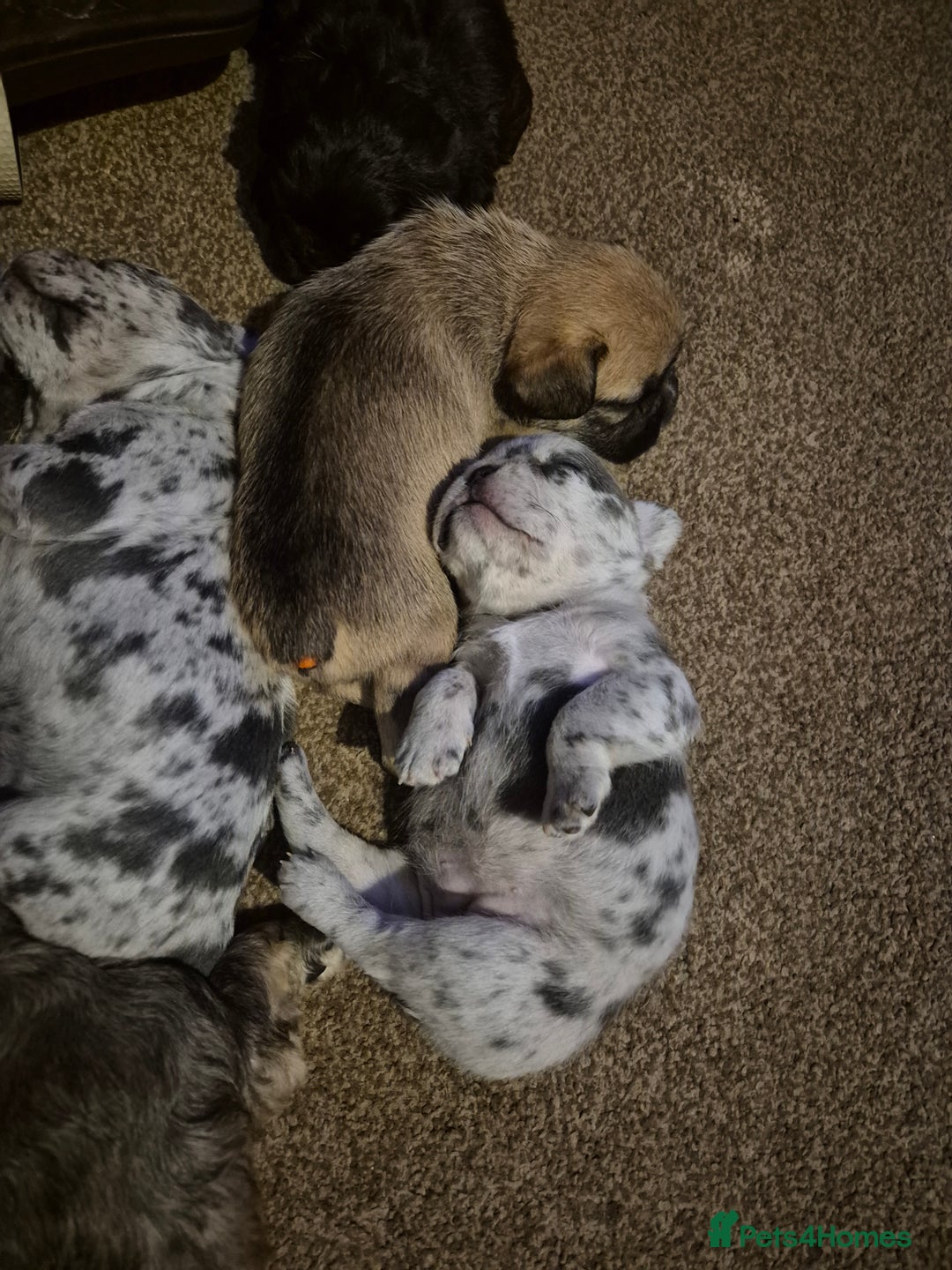 French Bulldog dogs for sale: 3 female french bulldogs - Advert 24