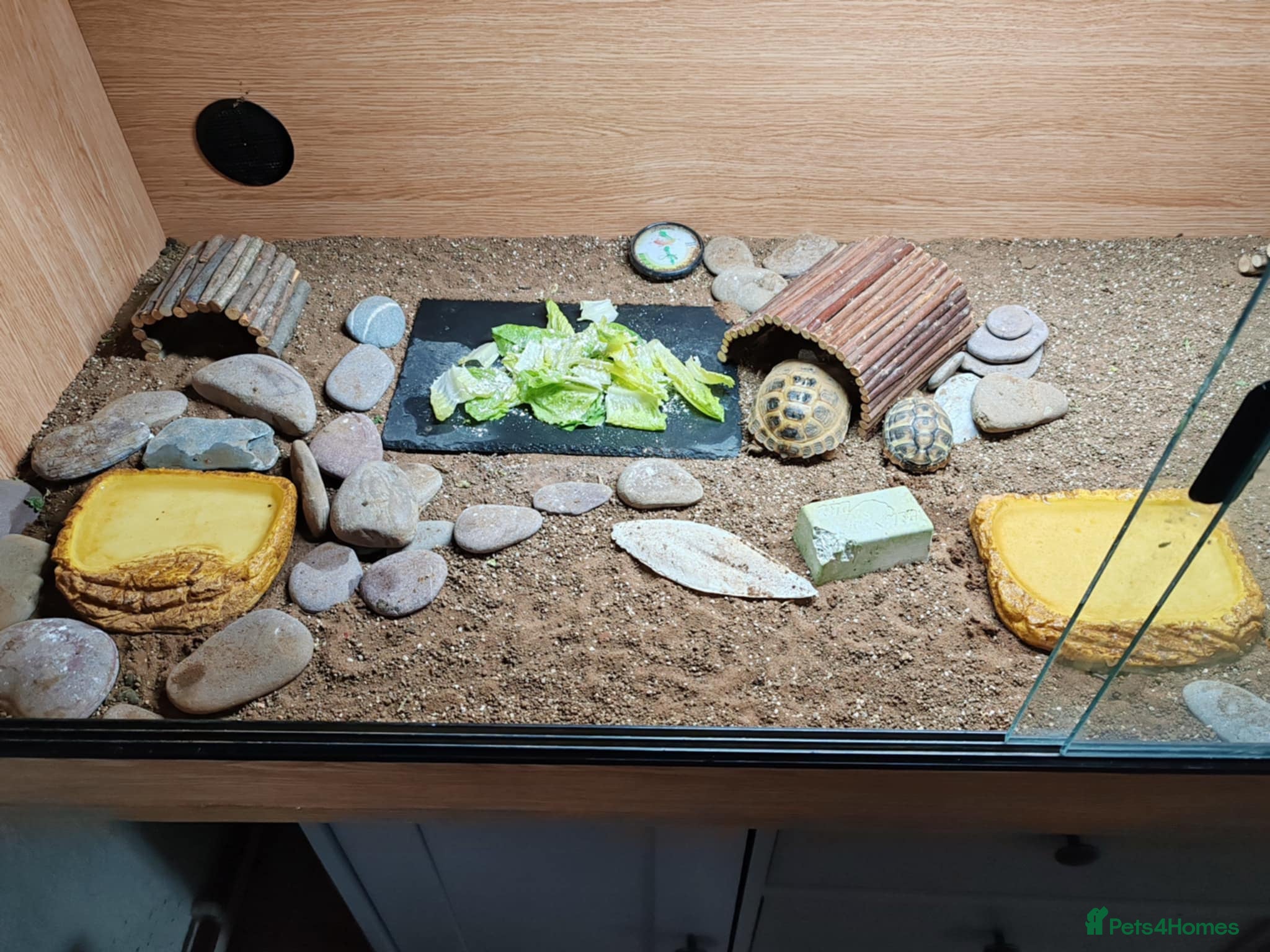 Hermann Tortoise reptiles Young Herman tortise  - Advert 3