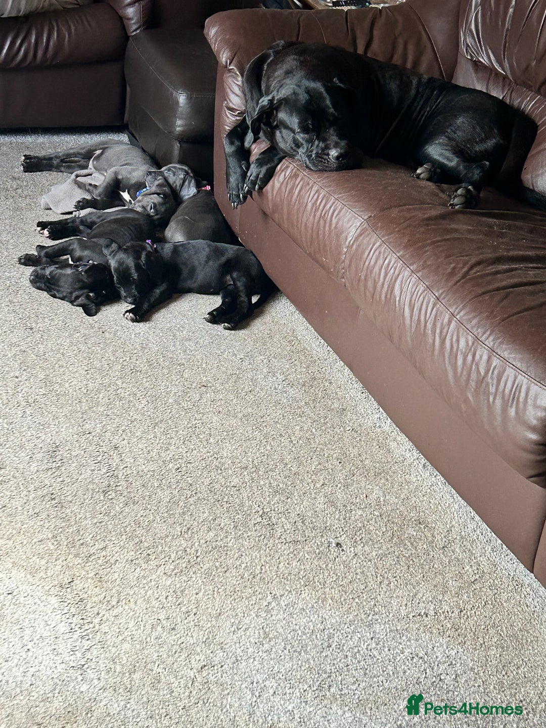 Mixed Breed dogs for sale:  male cane Corso and Staffield bullterrier mix - Image 5