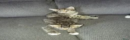 Mixed Breed cats for sale: Beautiful kittens - Advert 13