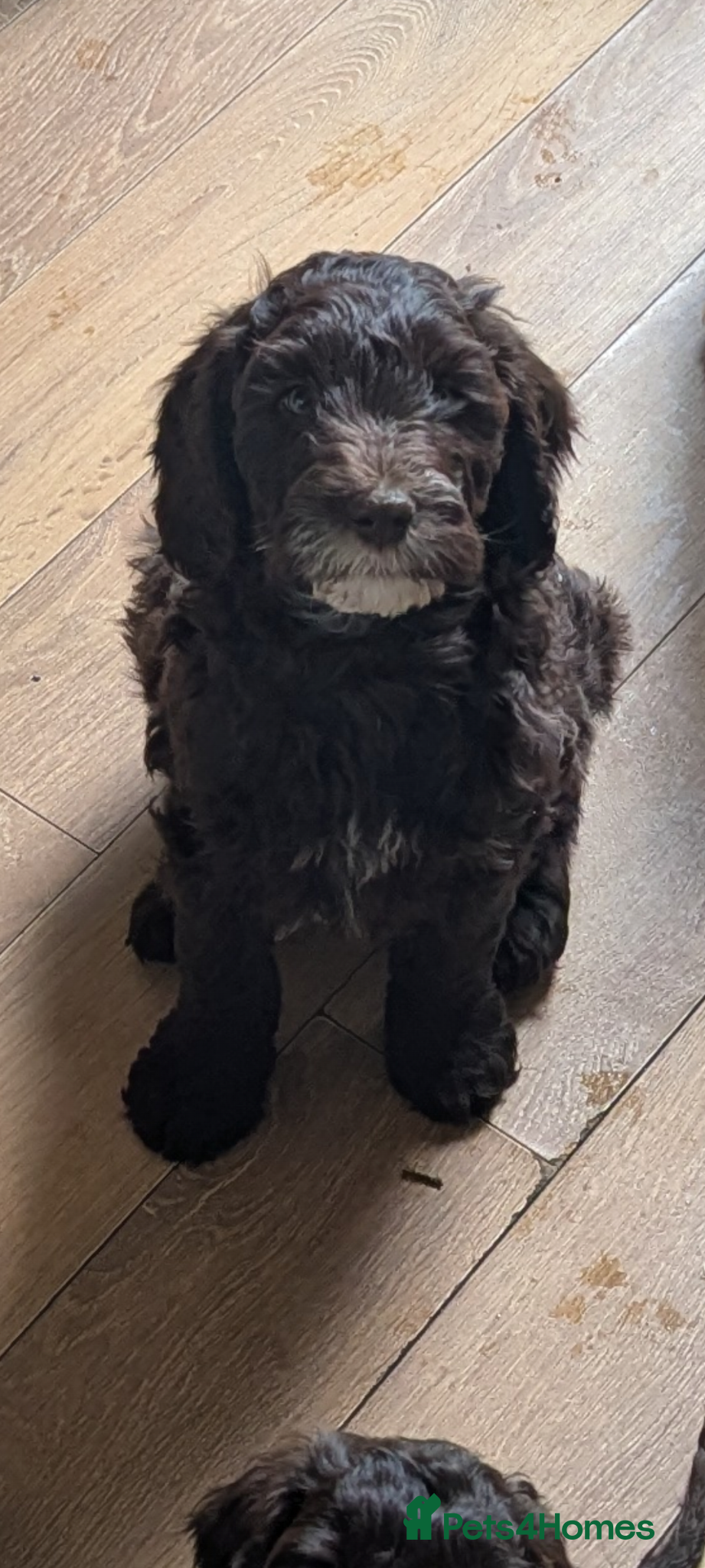 Mixed Breed dogs Cockapoo/Australian Labradoodle Pups .1 Boy left  - Advert 13