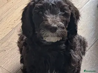 Mixed Breed dogs Cockapoo/Australian Labradoodle Pups .1 Boy left - Advert 4