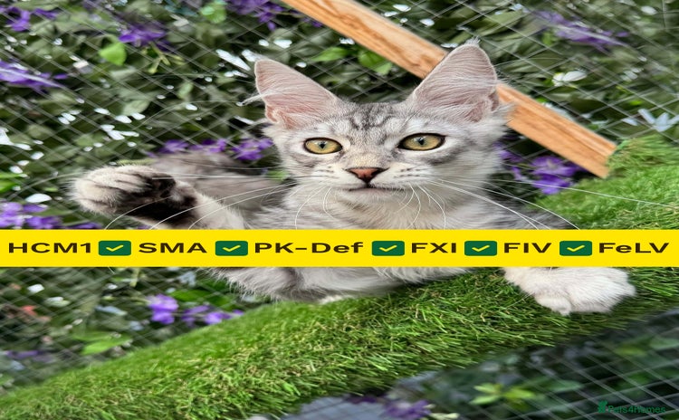 Maine Coon cats - Advert 9
