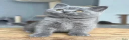 British Shorthair cats for sale: UPDATE - BSH GREY - Please Read Description  - Advert 10