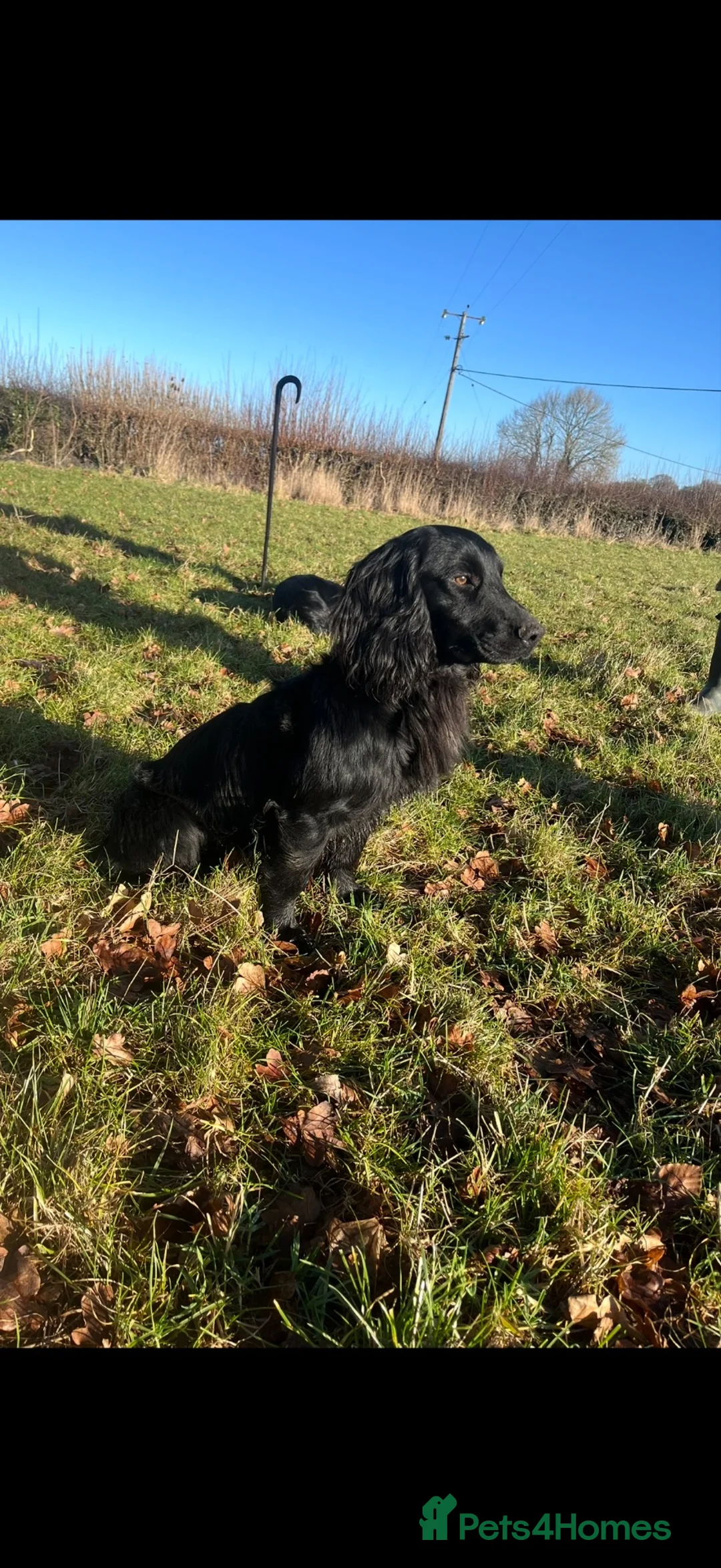 Cocker Spaniel dogs for stud: Black Cocker Spaniel Stud  in Basingstoke - Advert 2