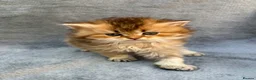 British Longhair cats for sale: Pedigree British longhair golden chocolate lilac - Advert 3