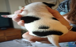 Jack Russell dogs for sale: Jack Russell litter  - Image 10