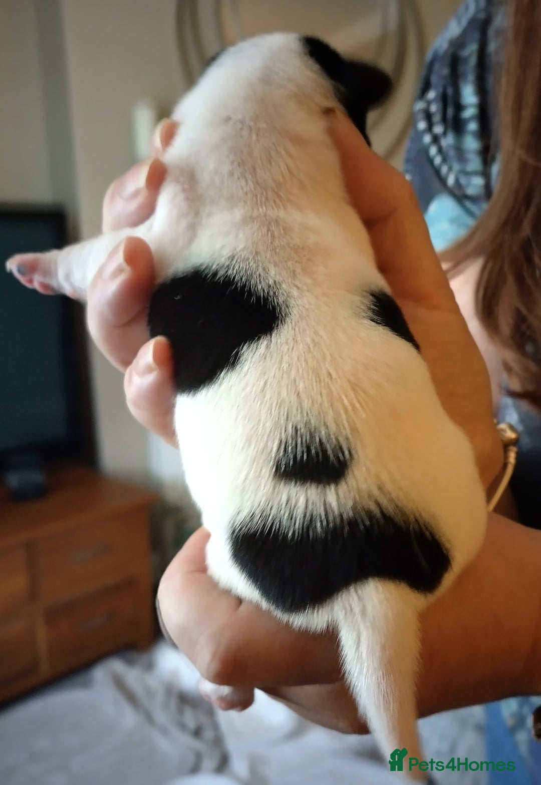 Jack Russell dogs for sale: Jack Russell litter  - Image 10