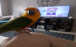Conures birds for sale: Jenday conure silly tame will go to anyone  - Image 2