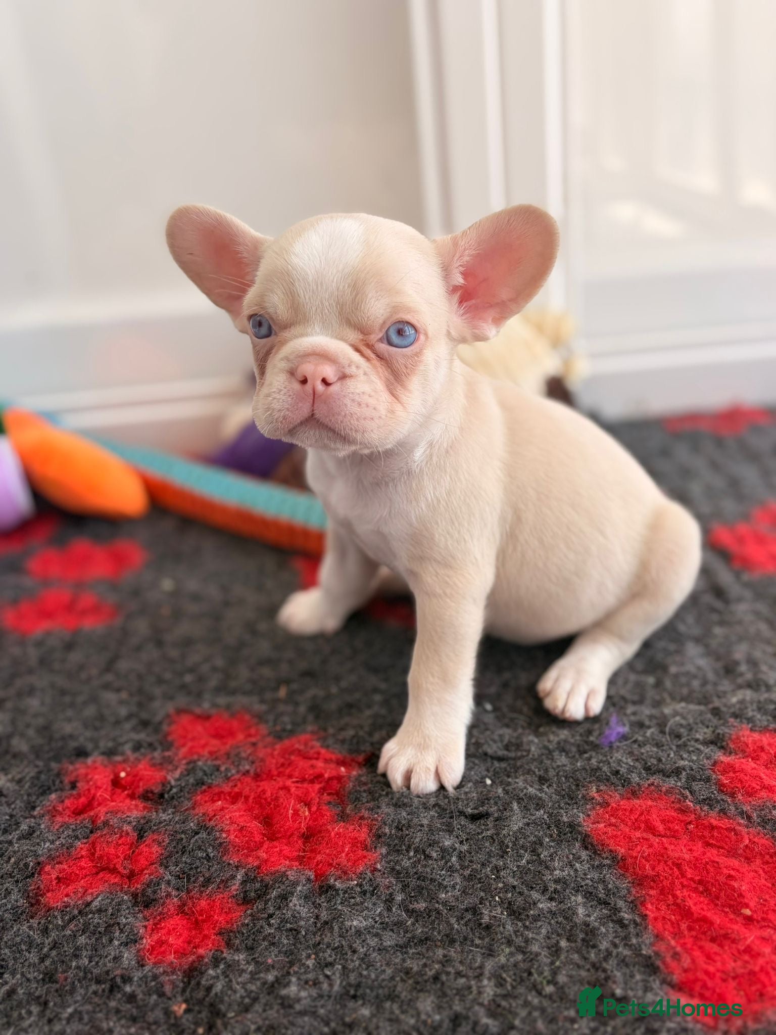 French Bulldog dogs FRENCH BULLDOGS FOR SALE - Advert 2