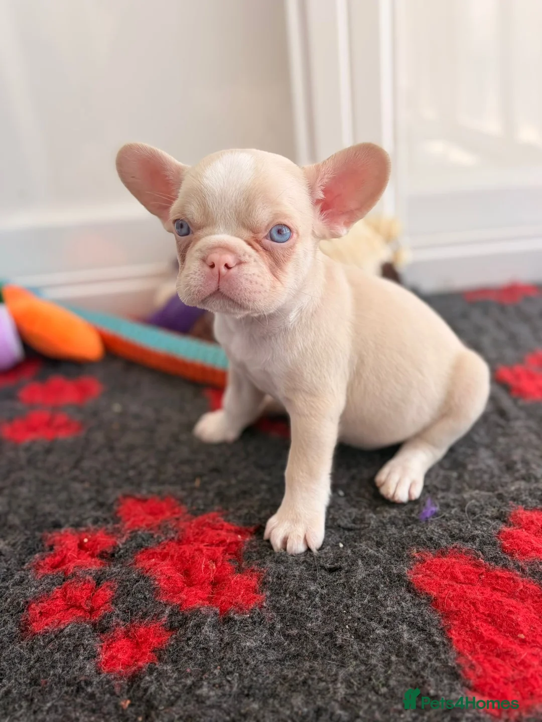 French Bulldog dogs for sale: FRENCH BULLDOGS FOR SALE - Advert 2