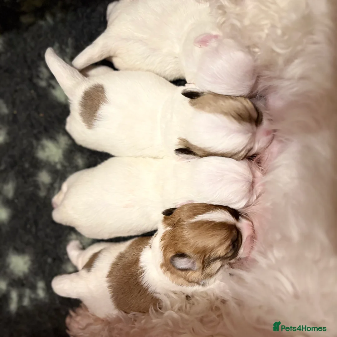 Coton De Tulear dogs for sale: K.C reg Coton de Tulear Puppies inc World Champion - Advert 13