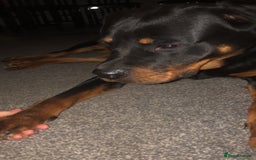 Rottweiler dogs for sale: rottweiler  - Image 6