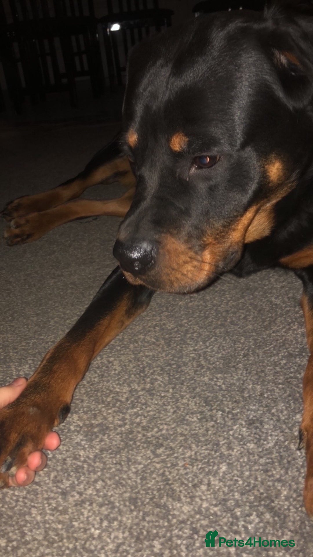 Rottweiler dogs for sale: rottweiler  - Image 6