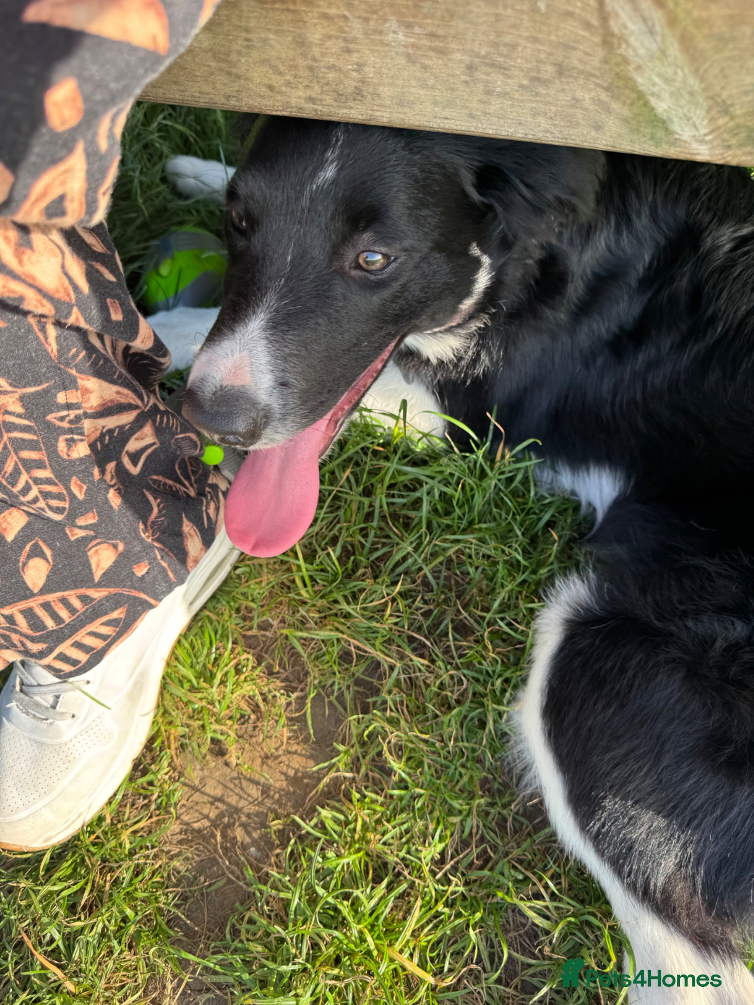 Border Collie dogs for sale: Border Collie pup in Bracknell - Advert 11