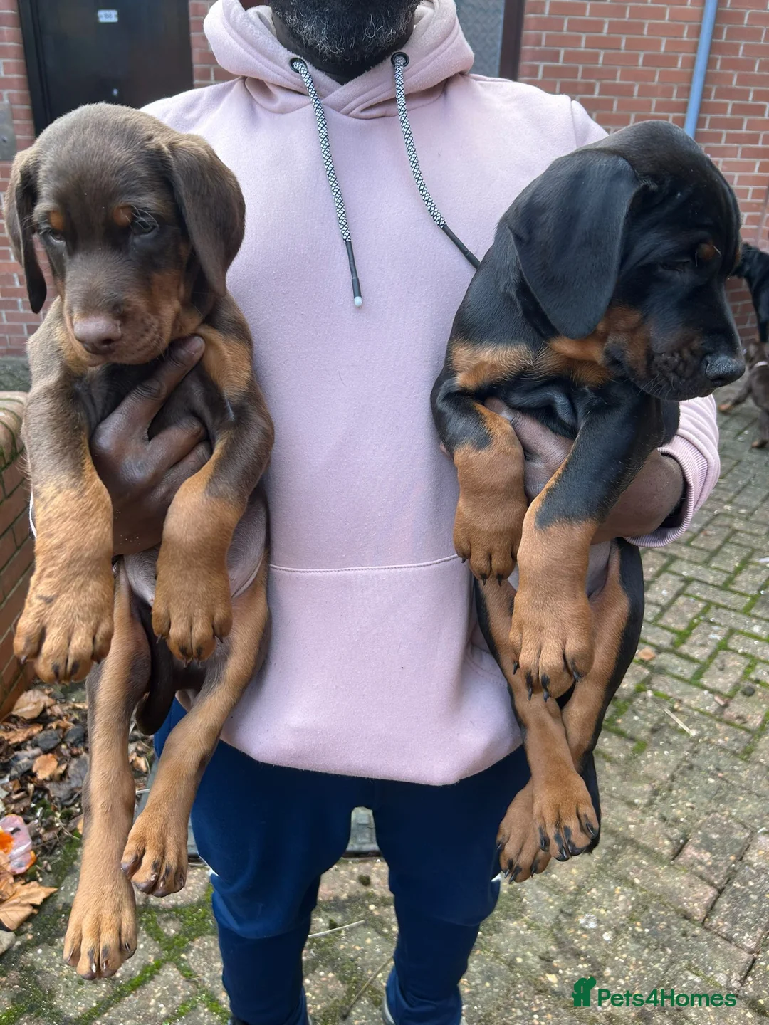 Dobermann dogs for stud: Proven Euro Doberman Stud in London - Advert 8