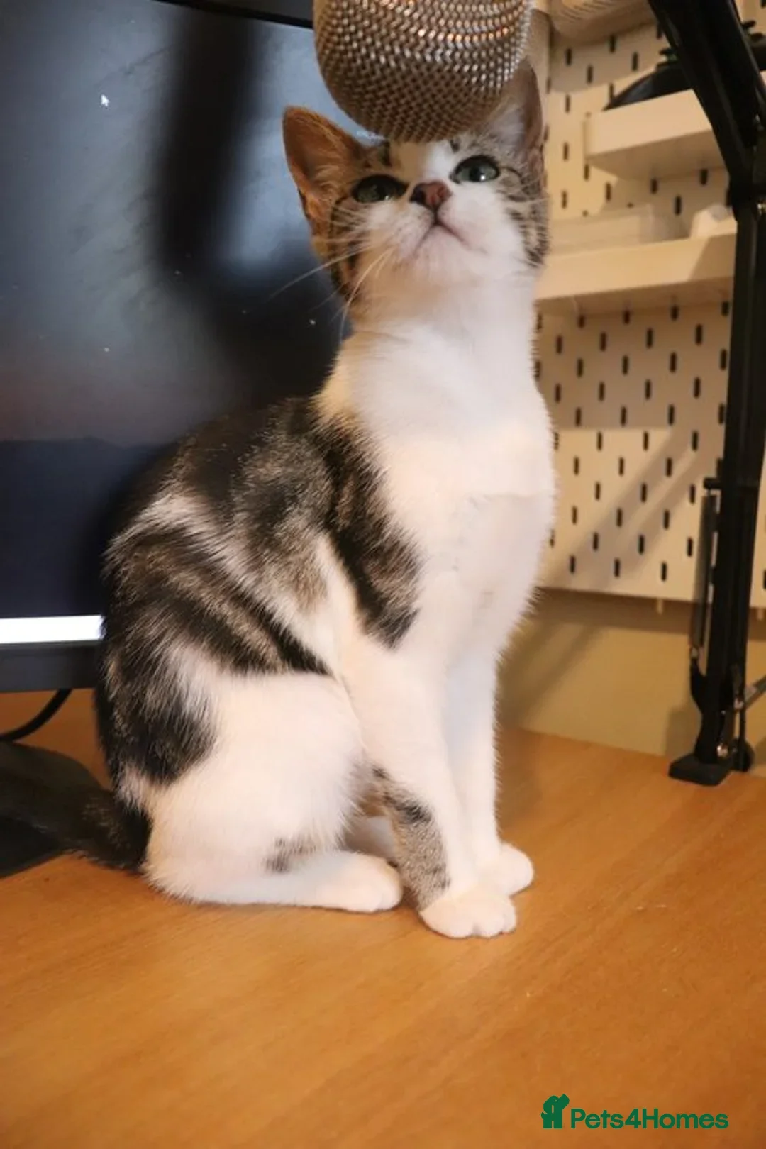 British Shorthair cats for adoption: ADOPTION: Saoirse & Tadgh  - Image 2