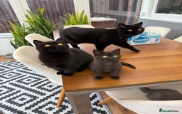 British Shorthair cats for sale: Rare Coloured British Shorthair kittens - Image 18
