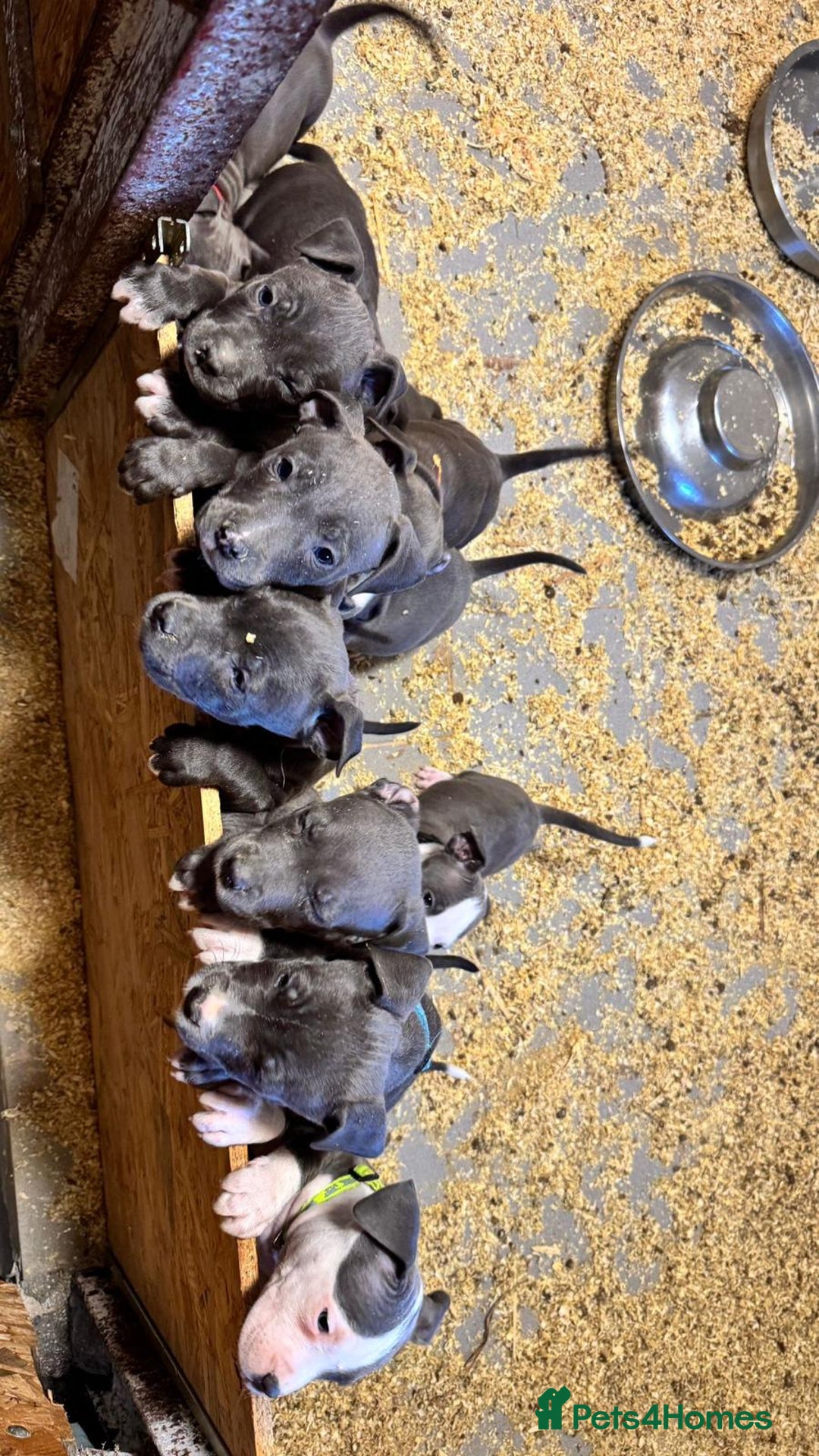Staffordshire Bull Terrier dogs for sale: 🐶🐾Staffordshire puppies ❤️🐶 - Image 25