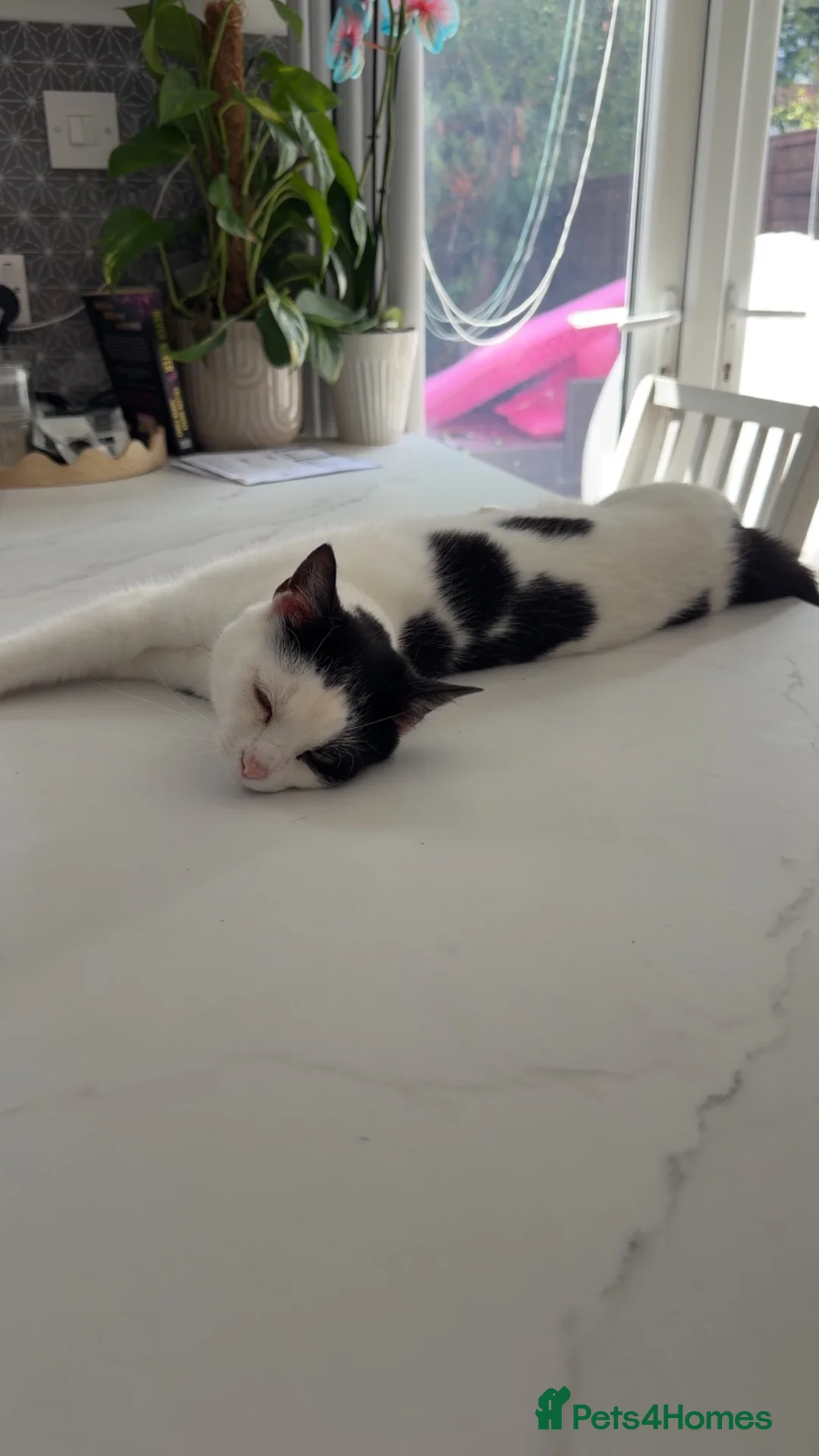 Domestic Shorthair cats for sale: Missy and Sadie - Free Rehoming in Blackpool - Advert 5