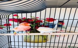 Canaries birds for sale: “Beautiful Mosaic Canary Pair + Cage +Food - Advert 4