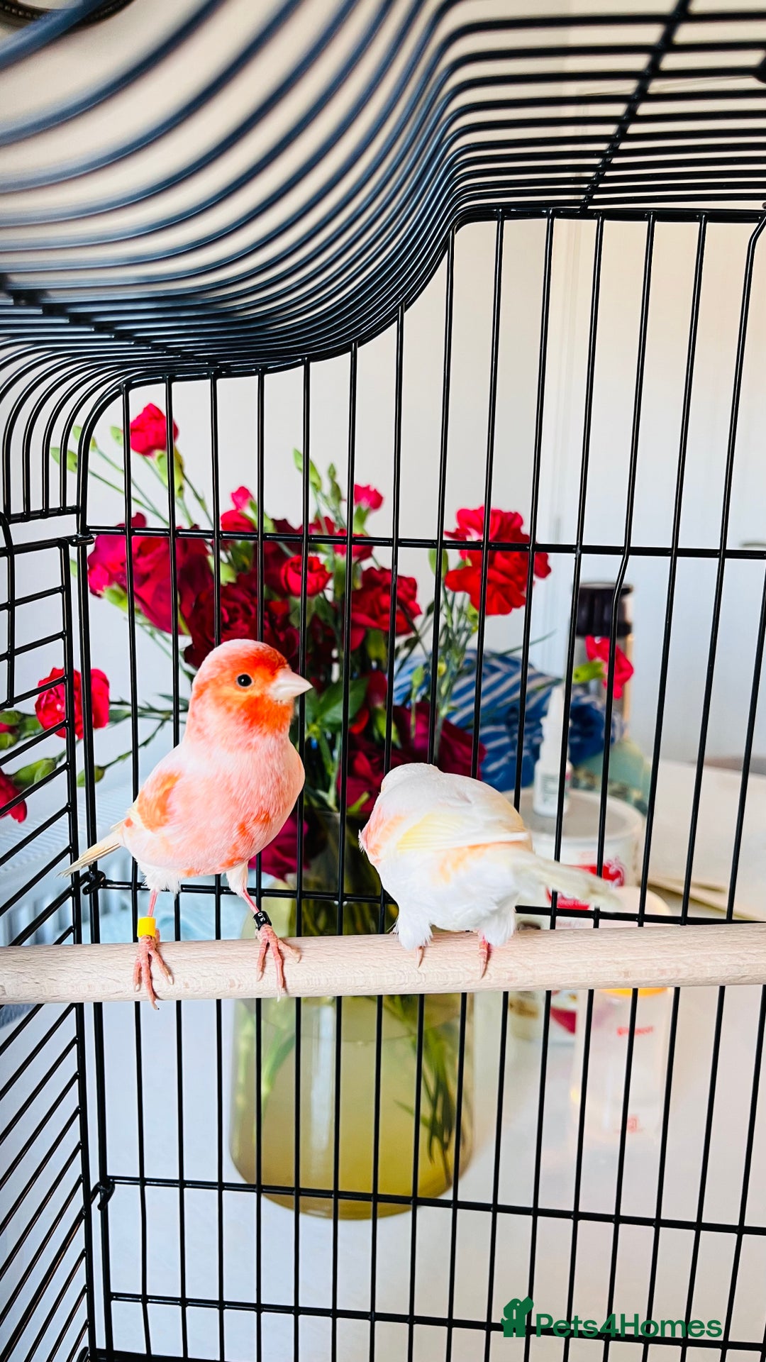Canaries birds for sale: “Beautiful Mosaic Canary Pair + Cage +Food - Advert 4